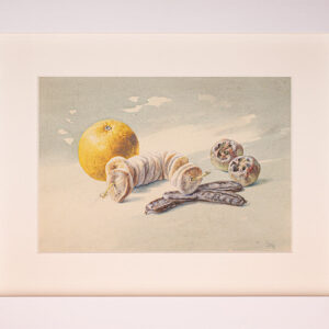 Anton Gvajc - Orange with figs