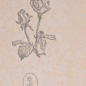 Elo Justin - Roses